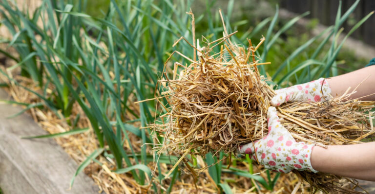 Smart Tricks Oregon Gardeners Use To Keep Weeds Out Of Raised Beds