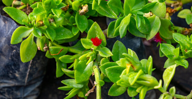 plant (featured image)