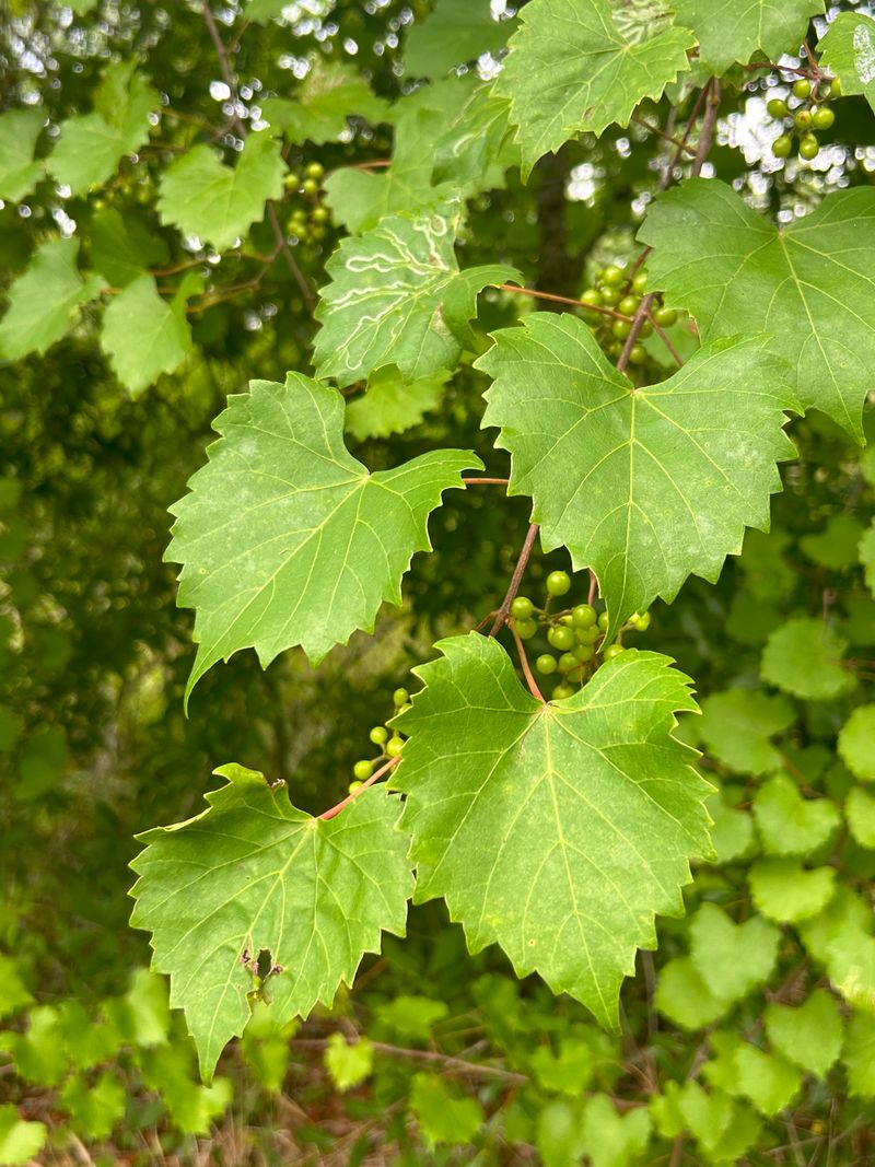 Smartweed, Wild Grape, And Weedy Hosts Nearby