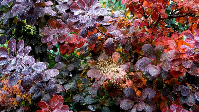 Smoke Bush (Cotinus Coggygria) Smoke Bush (Cotinus Coggygria)