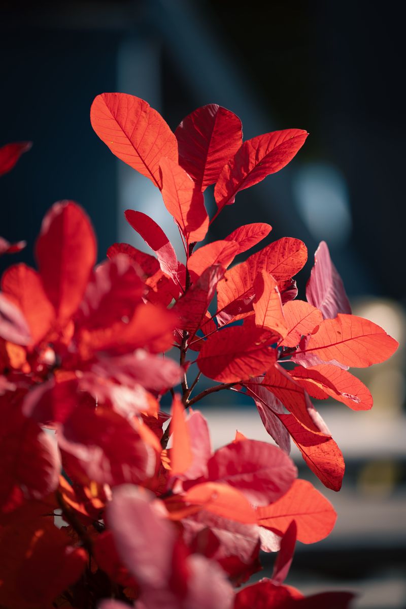 Smokebush