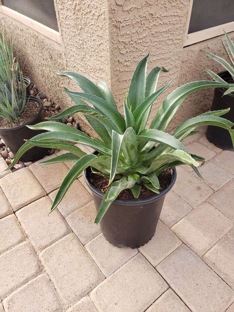 Smooth Agave Adds Structure Without Much Fuss