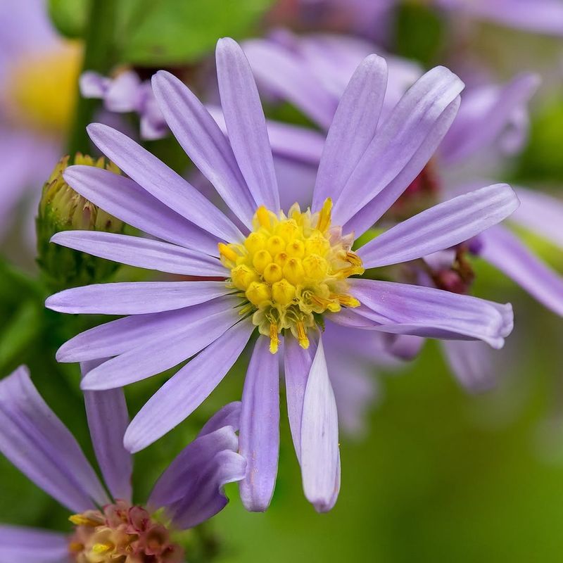 Smooth Aster Is A Stunning Flower That Blooms Longer Than Any Annual Smooth Aster Is A Stunning Flower That Blooms Longer Than Any Annual