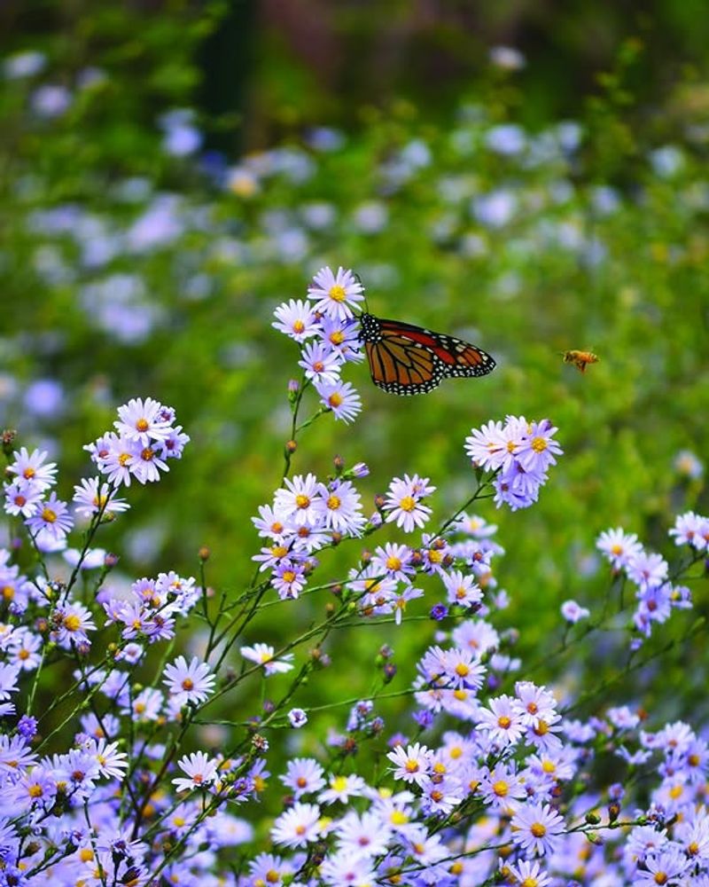 Smooth Aster (Symphyotrichum Laeve)