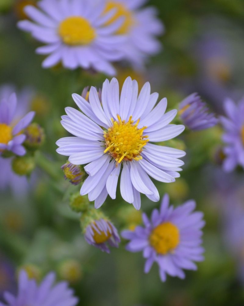 Smooth Blue Aster