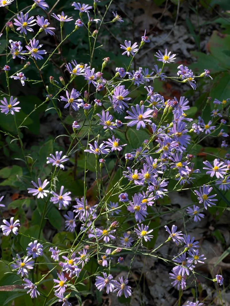 Smooth Blue Aster Smooth Blue Aster