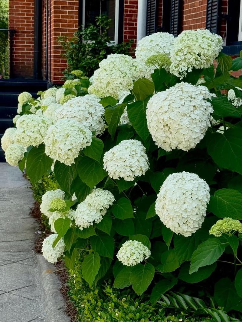 Smooth Hydrangea