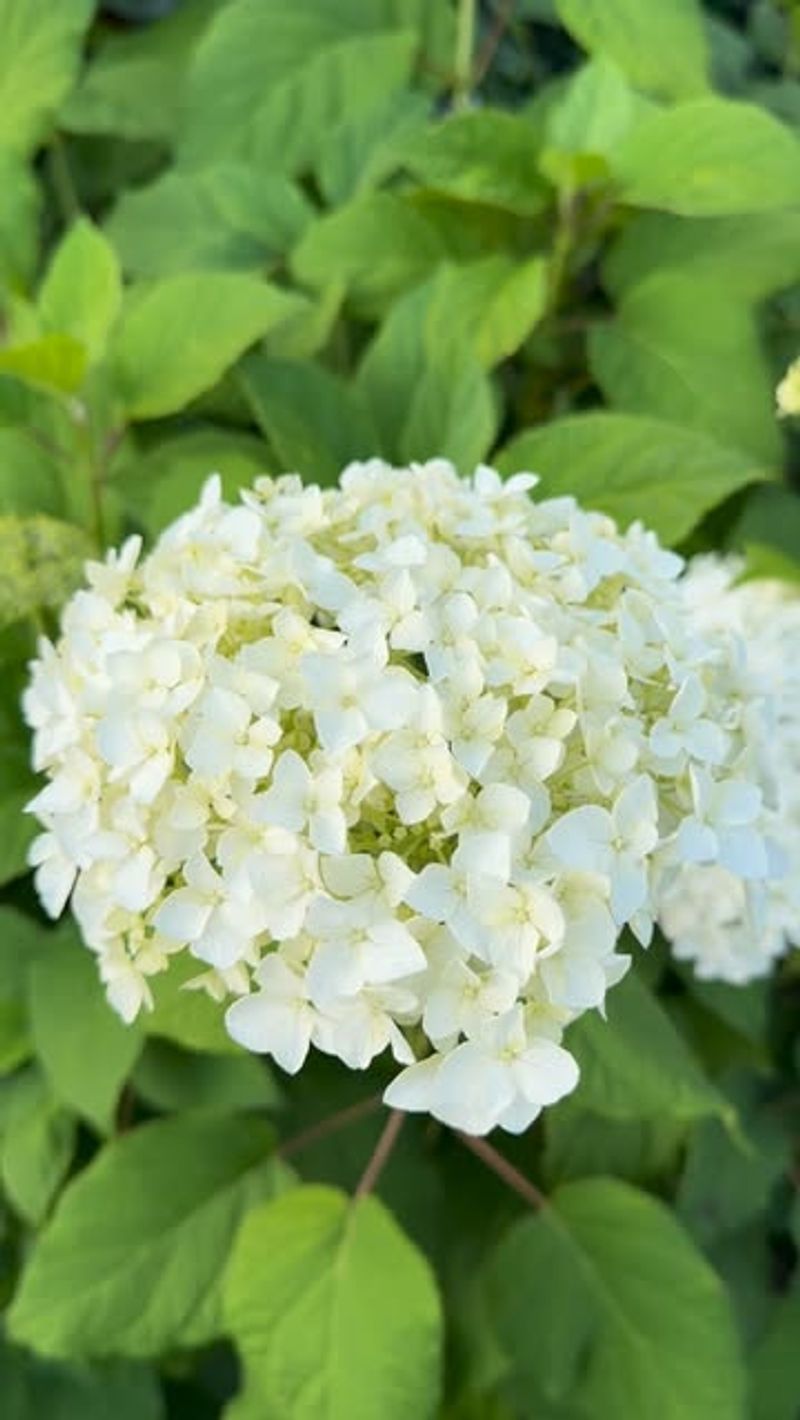 Smooth Hydrangea 
