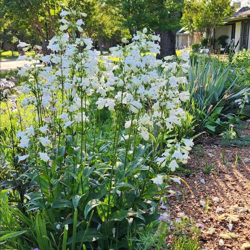 Smooth Penstemon