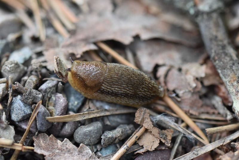 Snails And Slugs Gather In Damp Garden Pockets