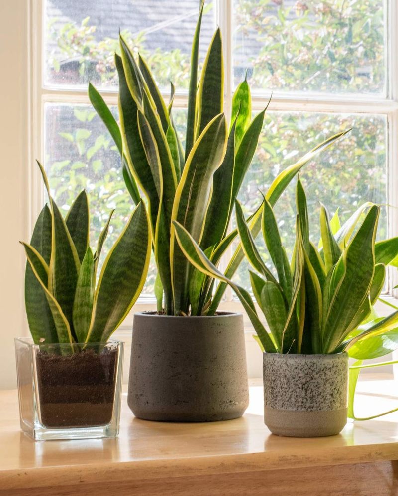 Snake Plant (Sansevieria Trifasciata)