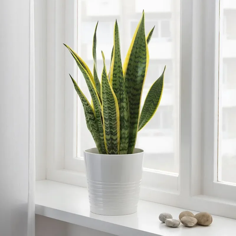 Snake Plant Snake Plant