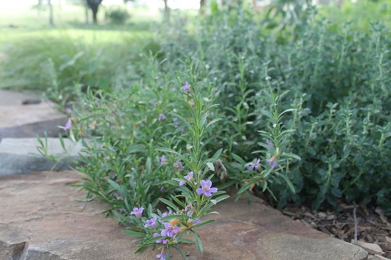 Snakeherb Fits Sunny Low-Water Spots