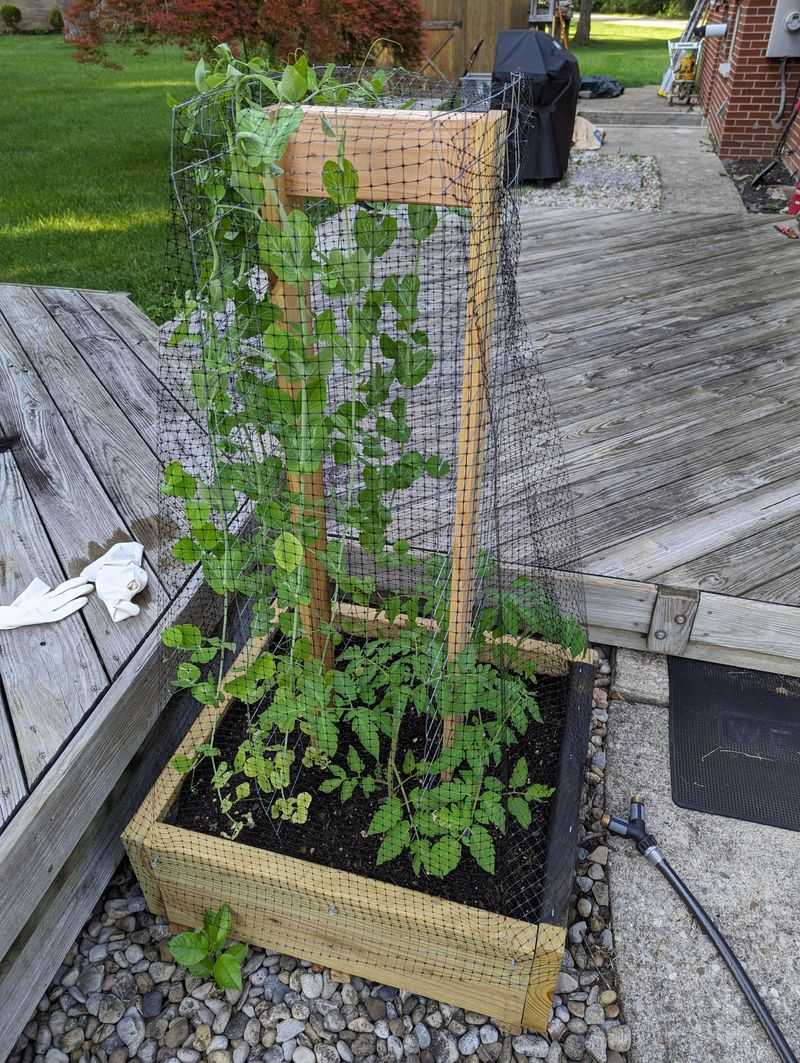 Snap Peas For A Fresh Fall Harvest