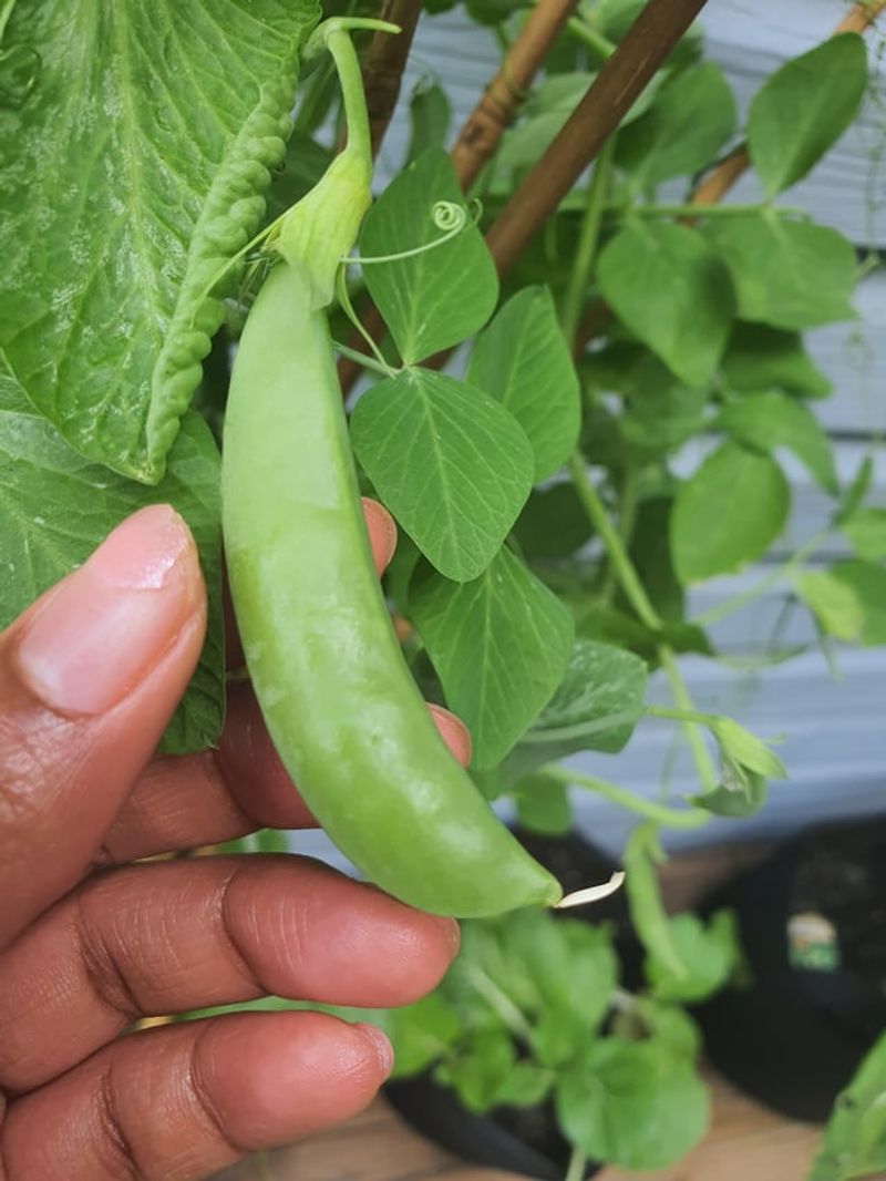 Snap Peas Taste Best Straight From The Vine