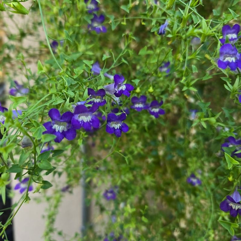 Snapdragon Vine Adds Long-Lasting Color Snapdragon Vine Adds Long-Lasting Color