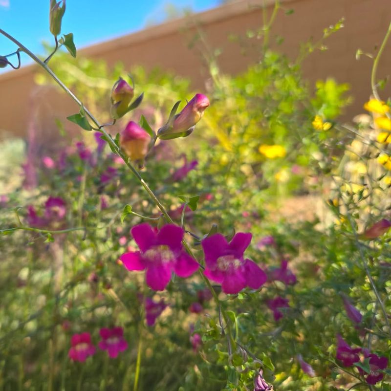 Snapdragon Vine Brings Color To Lightly Shaded Spaces