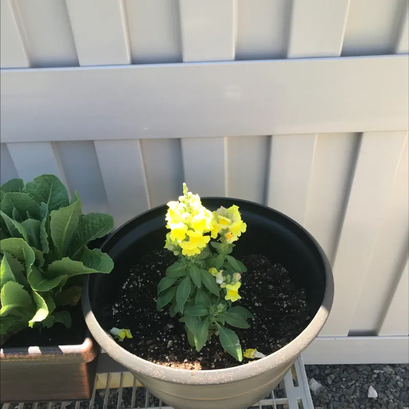 Snapdragons 