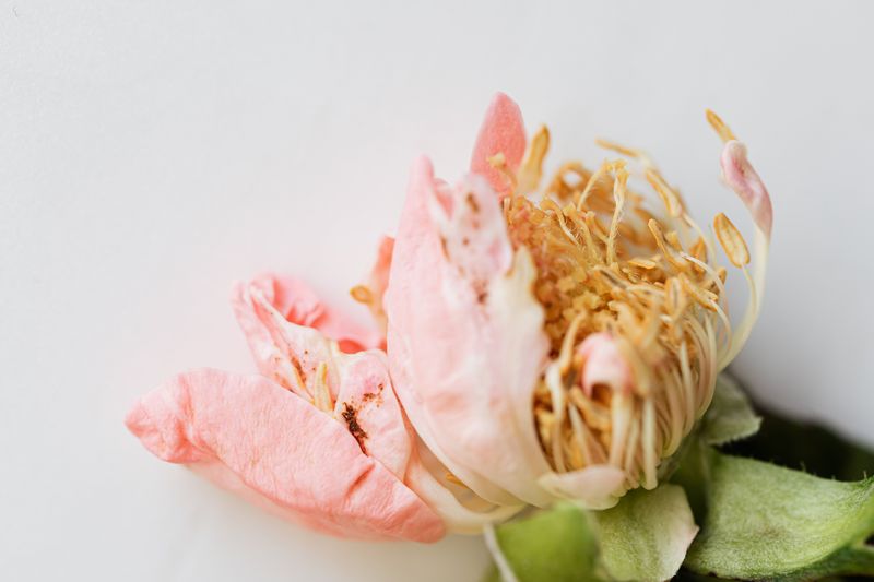 Snip Faded Blooms As Soon As Petals Drop