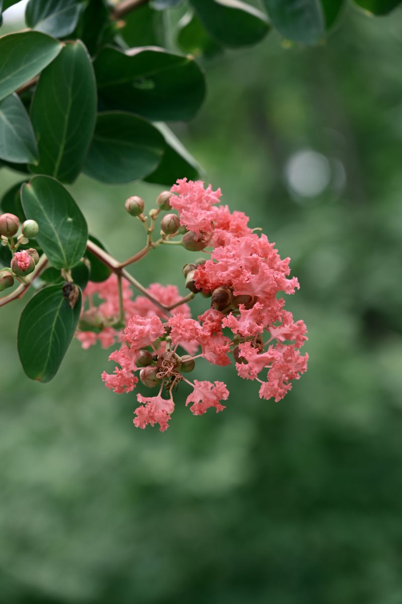 Snip Off Spent Blooms To Trigger Another Round Of Flowers Snip Off Spent Blooms To Trigger Another Round Of Flowers