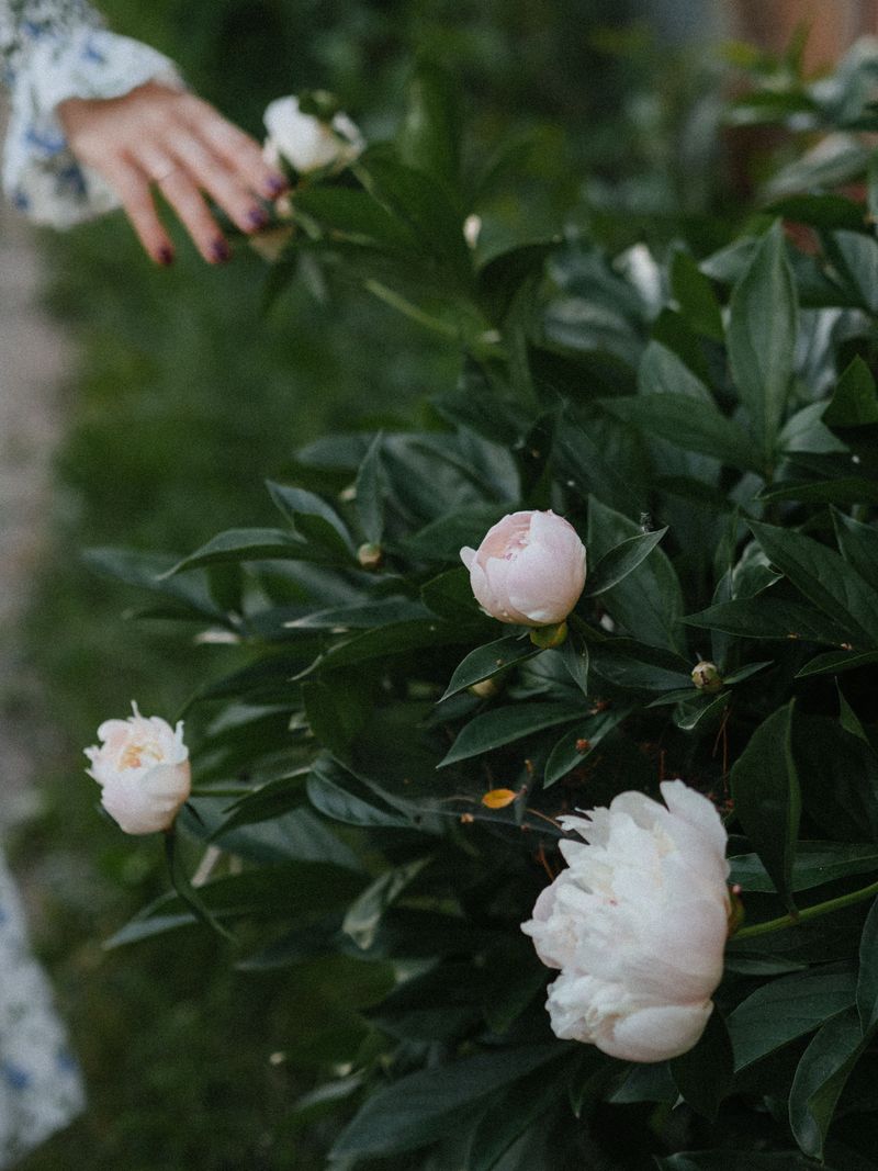 Snip The Spent Blooms Before The Roots Pay The Price Snip The Spent Blooms Before The Roots Pay The Price