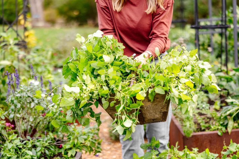 Snipping Flowers Early Helps Keep This Herb In Bounds Snipping Flowers Early Helps Keep This Herb In Bounds