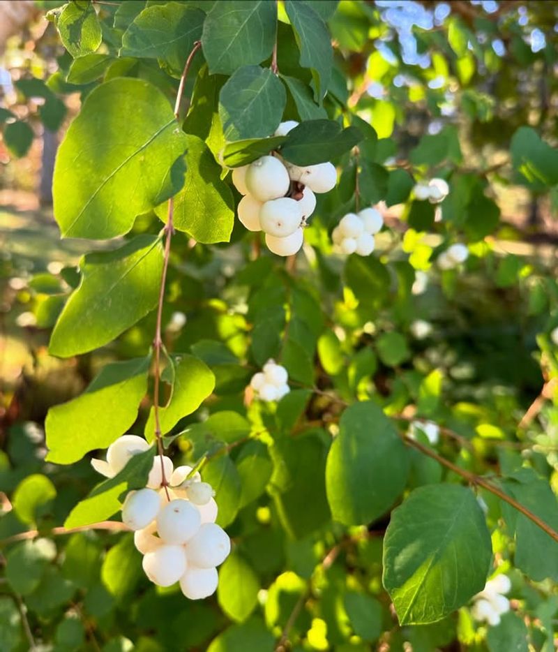 Snowberry