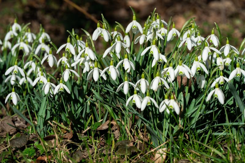 Snowdrops