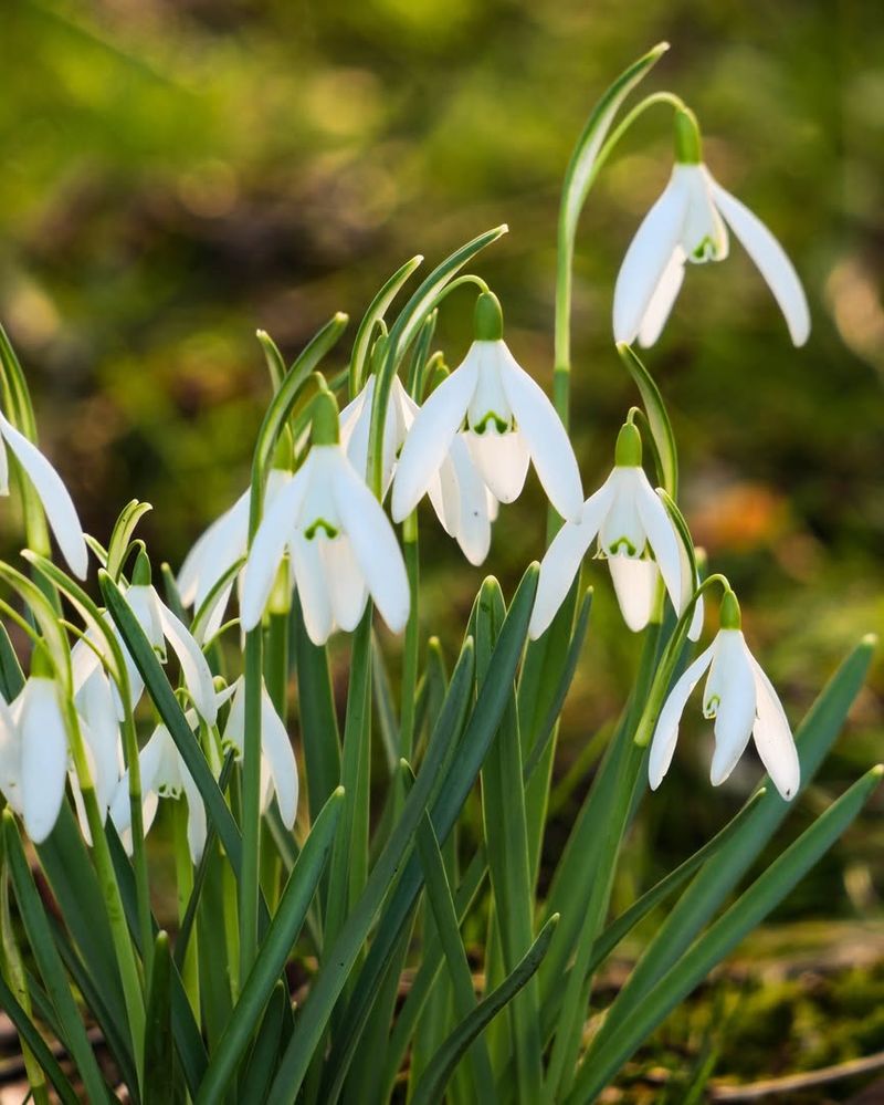Snowdrops