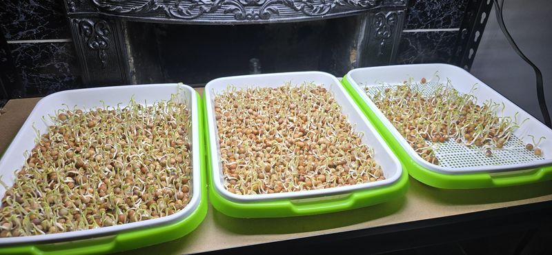Soak Seeds Overnight Before Planting