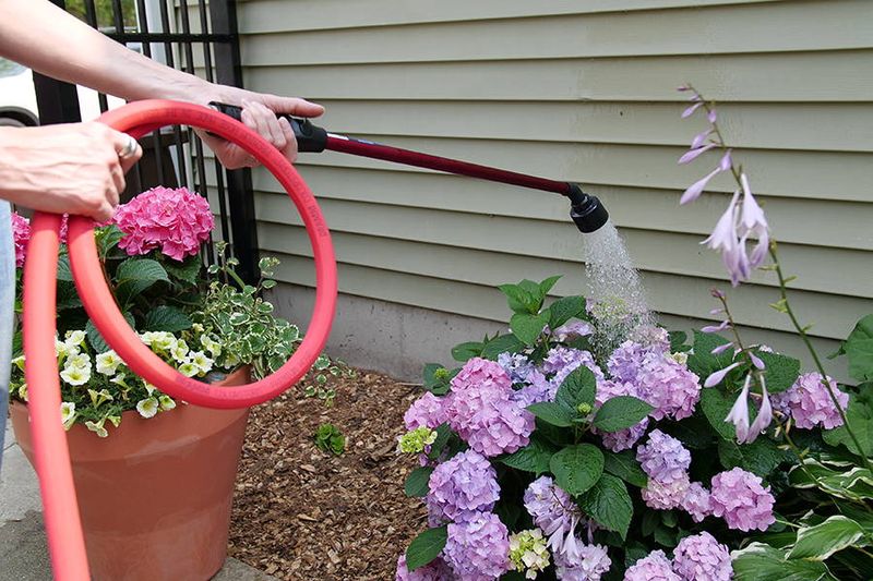 Soak The Root Zone During Dry Weather