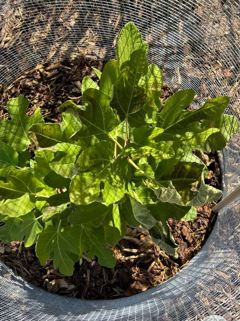 Soaking New Plants Too Often Soaking New Plants Too Often