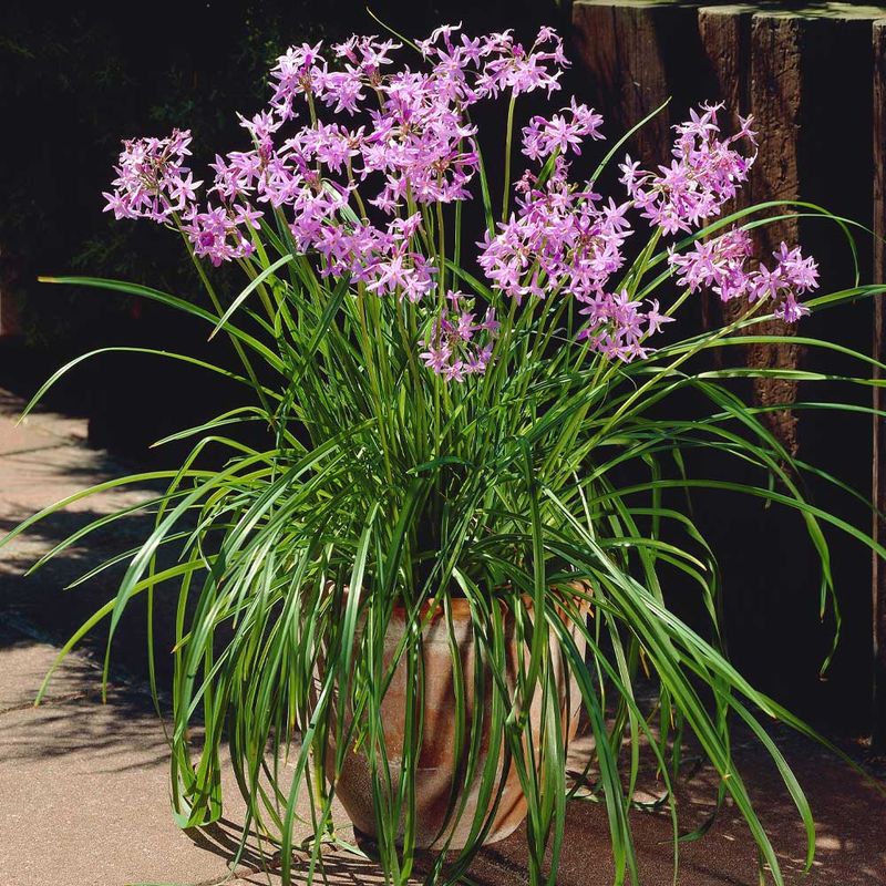 Society Garlic Adds Strong Scent Near Porch Edges Society Garlic Adds Strong Scent Near Porch Edges