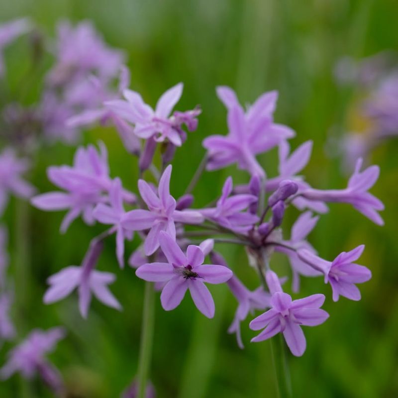 Society Garlic Brings A Strong Scent To Sunny Porch Pots