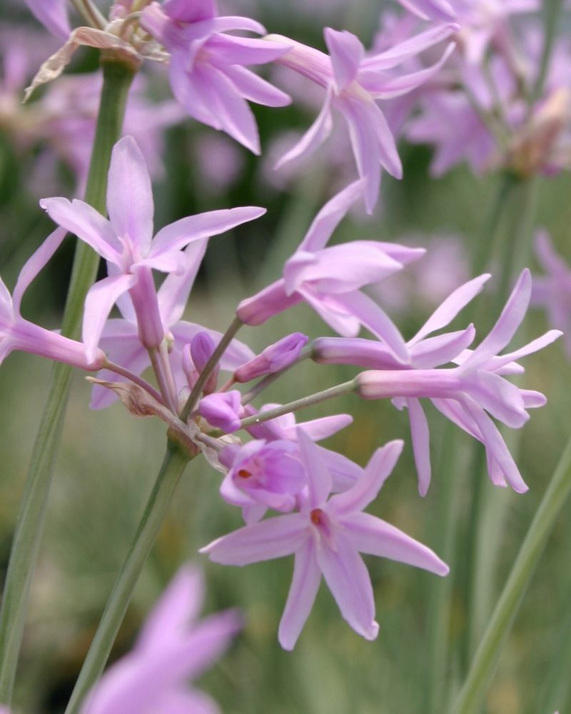 Society Garlic Brings Flowers With A Sharp Scent Society Garlic Brings Flowers With A Sharp Scent