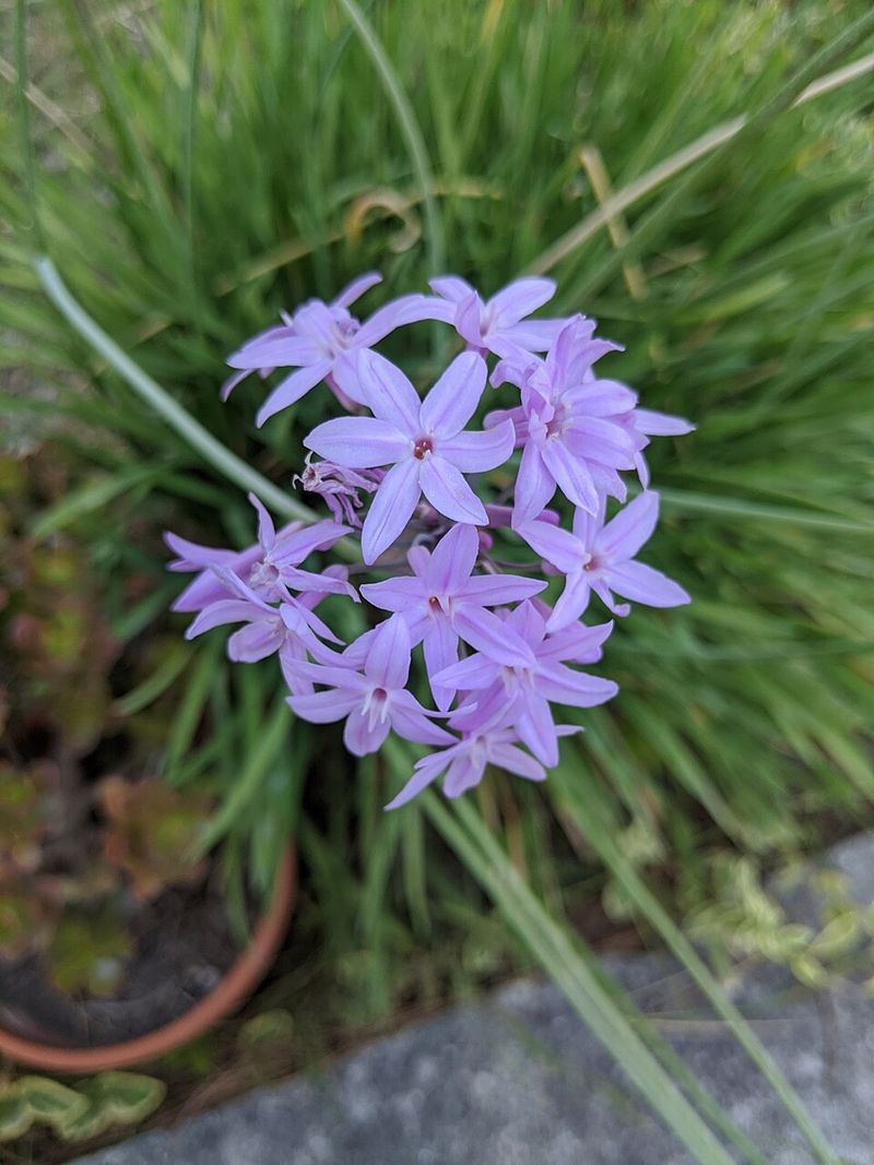 Society Garlic Creates A Strong-Smelling Border Near Paths