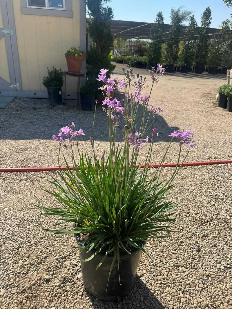 Society Garlic Keeps Patio Edges Neat And Fragrant Society Garlic Keeps Patio Edges Neat And Fragrant