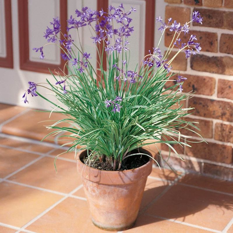 Society Garlic Keeps Sunny Pots Sharp And Blooming Society Garlic Keeps Sunny Pots Sharp And Blooming