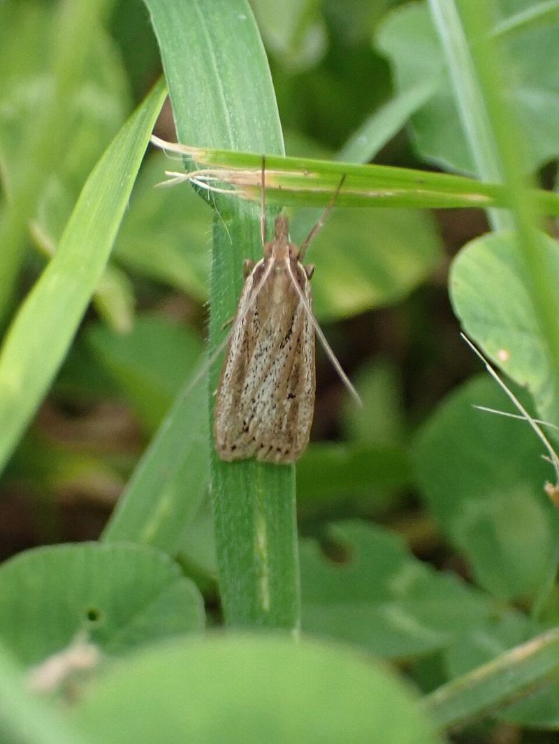 Sod Webworm Sod Webworm