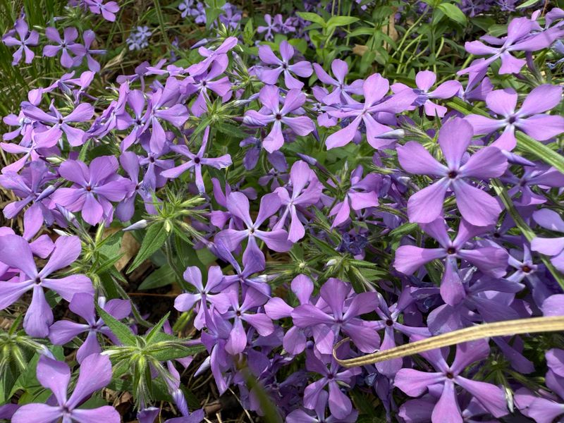 Soft Blue Blooms Brighten Dark Corners