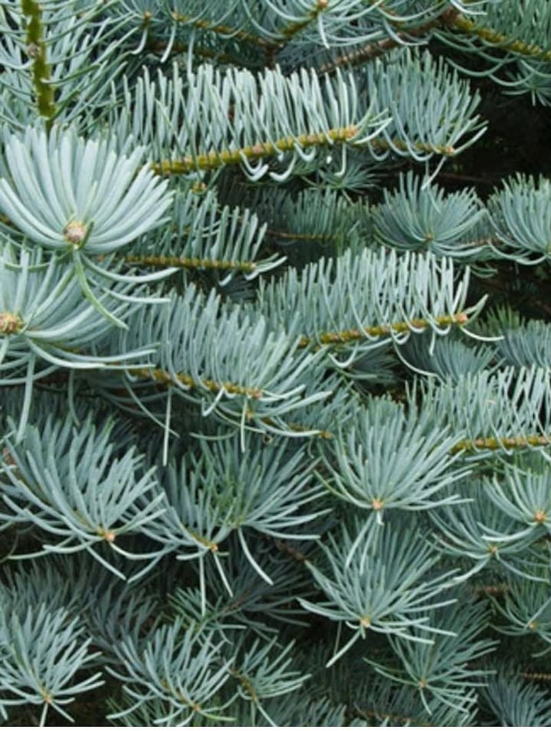 Soft, Blue-Green Needles Provide Long-Season Color