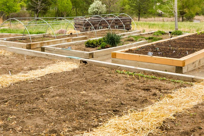Soft Garden Soil Makes Burying Easier
