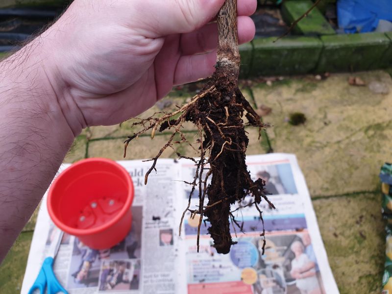 Soft Or Black Feeder Roots Confirm The Problem
