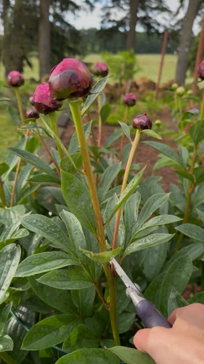 Soft Or Mushy Crown Tissue