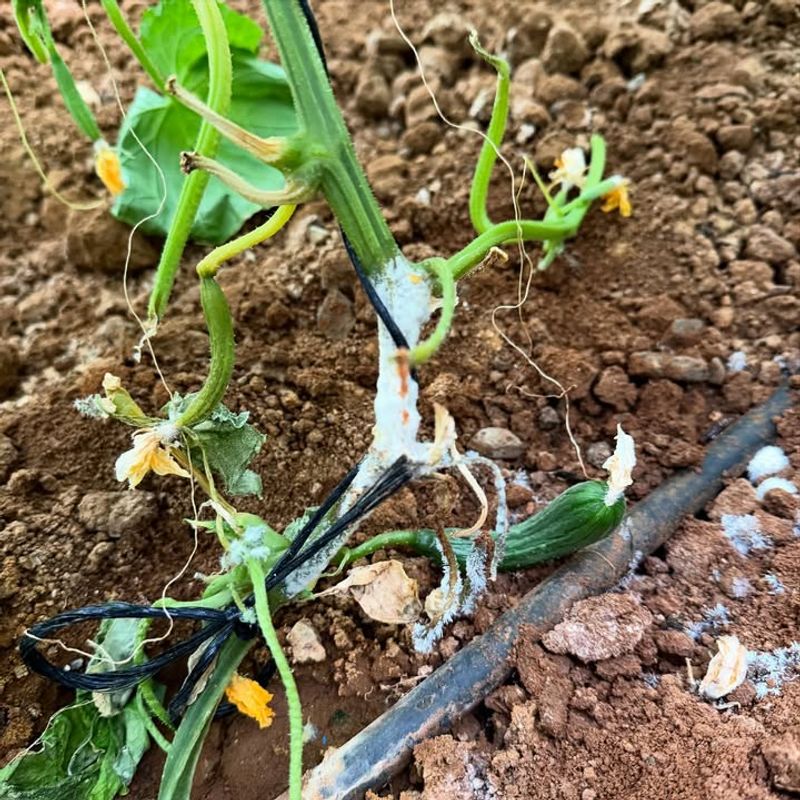 Soft Or Rotting Stems