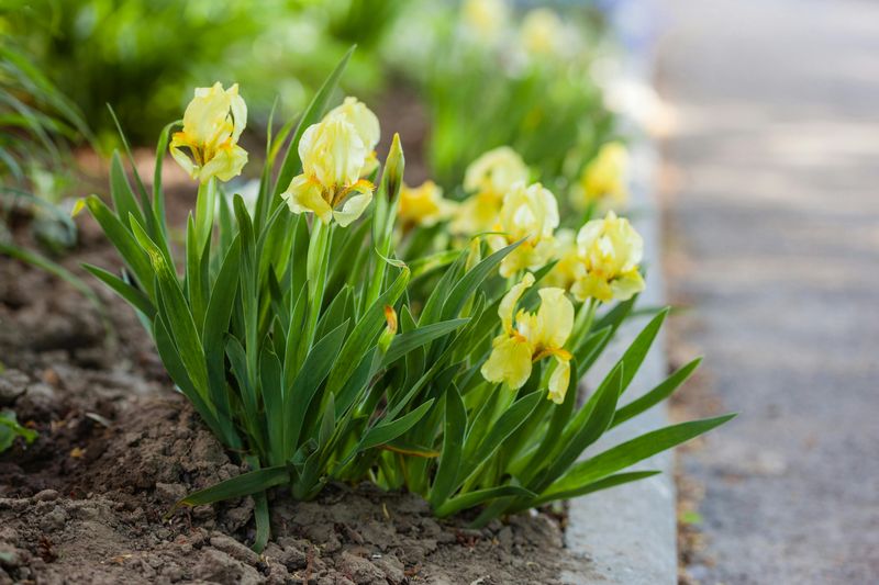 Soft Rot Beneath Your New Jersey Iris Garden