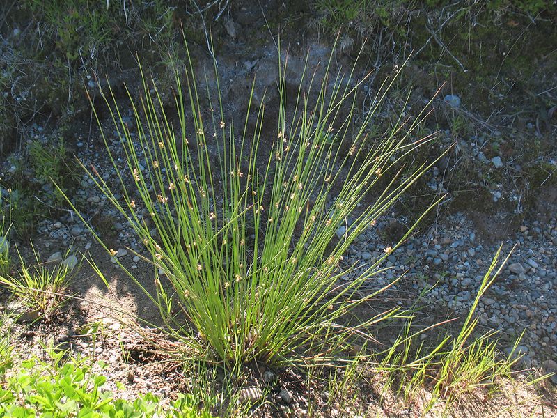 Soft Rush Keeps Muddy Margins From Looking Bare Soft Rush Keeps Muddy Margins From Looking Bare