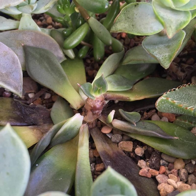 Soft Stems Often Point To Overwatering Soft Stems Often Point To Overwatering