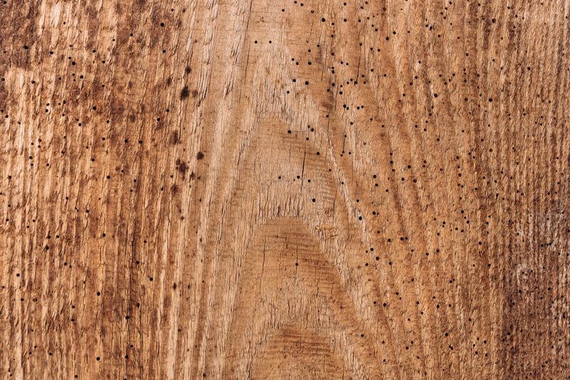 Softwood Surfaces Are The First Ones Targeted Every Season Softwood Surfaces Are The First Ones Targeted Every Season