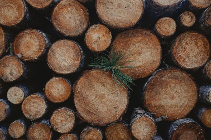 Softwoods Like Pine And Cedar Are Easy To Bore Through Softwoods Like Pine And Cedar Are Easy To Bore Through